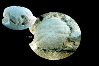 Dromiopsis rugosa